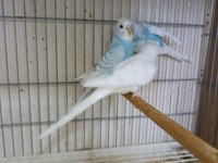 3 Kardeş Yavru Muhabbet Kuşu