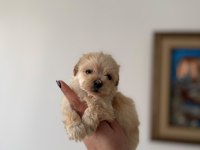 TEACUP MALTIPOO YAVRULARIMIZ