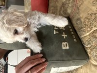 Maltese Terrier