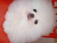 Mükemmel kalitede bir yavru ultra mini boy pomeranian