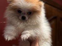65 Günlük Pomeranian Boo Yavrularımız Sağlıklı Irk