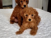 Orjınal poodle yavruları