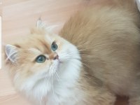 British longhair kedimiz
