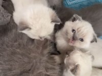 Temiz Bakımlı Scottish Fold Yavrularımız