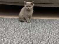 Dişi british shorthair yavrumuz