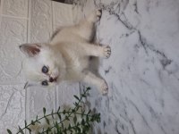 3 erkek british shorthair bebeğim