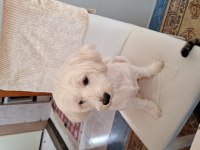 Orijinal Malta Maltese terrier yavrular