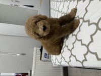 4 aylık toy poodle