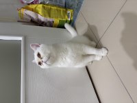 11 Aylık Erkek British Shorthair Kedimiz