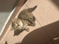 Irkının hası british shorthair