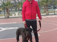 Cane Corso 11 Aylık