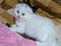 Küçük Minnoş Kedim