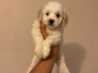 Kg Garantili Maltipoo Yavrularımız