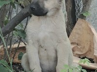DİŞİ ERKEK 2 ADET KANGAL KÖPEĞİ