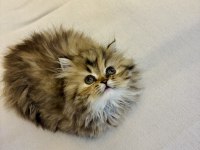 Safkan Chinchilla