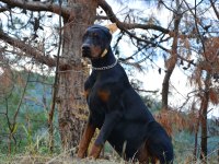 A CLASS FCI KIF ŞECERELİ DOBERMAN SON YAVRU