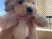 0 boy Maltipoo