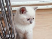 EV ORTAMINDAN A KALİTE BLUE POİNT BRİTİSH SHORTHAİR YAVRULAR