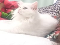 Ücretsiz sahiplendirme 5 aylık chinchilla kedisi