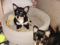 2 Aylık Çiş Pedi Eğitimli Chihuahua