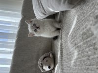 Sevgiyle Büyütülmüş British Shorthair Yavrular