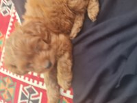 Maltipoo yavrumuz