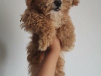 Toy Poodle 3 Aylık Dişi