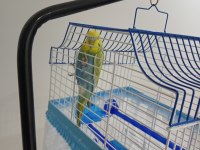 5 Aylık Rengi Çok Güzel Dişi Kuşumuz Ve Kafes Asma Aparatı
