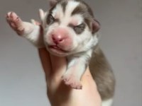 Üst kalite, nadir renkli Siberian Husky bebekler