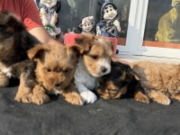 Petmode köpek çiftliğinden tea cup morkie yavrular