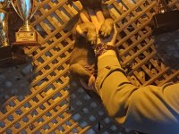 Sağlam Kan Hattı İri Malinois Oğlanlar