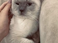 British Shorthair Eyes blue kedi
