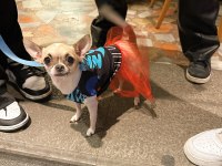9 aylık dünyalar güzeli chihuahua