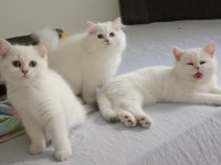 3 bucuk aylık dısı brısth shorthaır kardesler