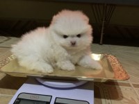 Pomeranian Boo Mikro Mini Boy Dişi