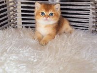 British shorthair golden ny11 erkek