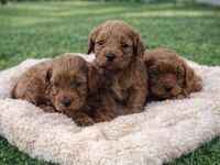 A KALİTE GERÇEK ORJİNAL CAVAPOO YAVRULAR