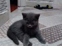 British shorthair ayıcık suratlar