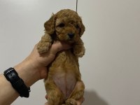 Rezerveye açık toy poodle yavru