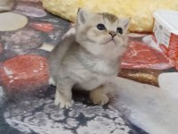 Top kafa safkan british kızımız
