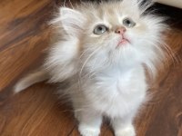 British Longhair Erkek Kedimiz