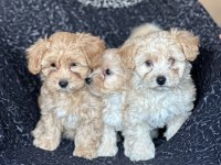 Maltipoo Yavrular