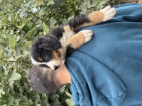 Bernese yavrularımız