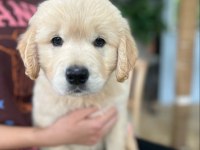 En Sadık Dost Dişi Golden Retriever Yavrumuz