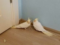 Pvc Kafes Ve Malzemeler İle Birlikte Sultan Papağanı