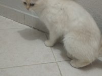 Takip şartıyla ücretsiz sahiplendireceğim british shorthair