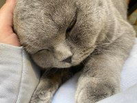 Scottish Fold Kedim Smile