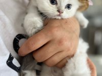 British Longhair kardeşler