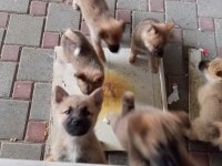 Yavru akita inu