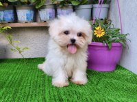 Teacup Dişi Kore Maltese